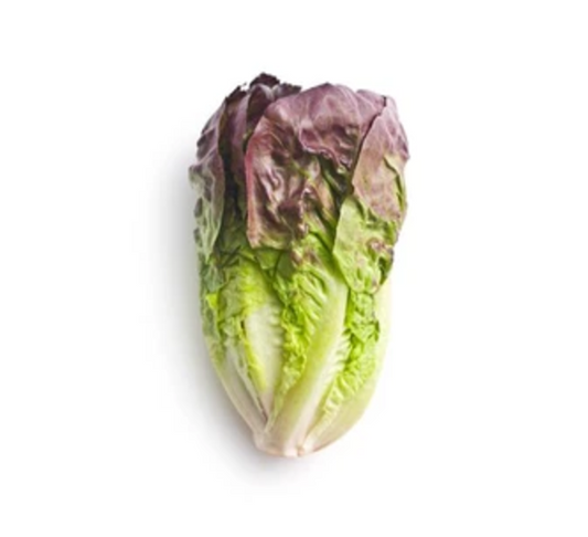 Lettuce Romaine Red