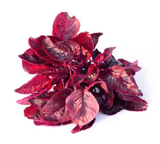 Red Amaranthus