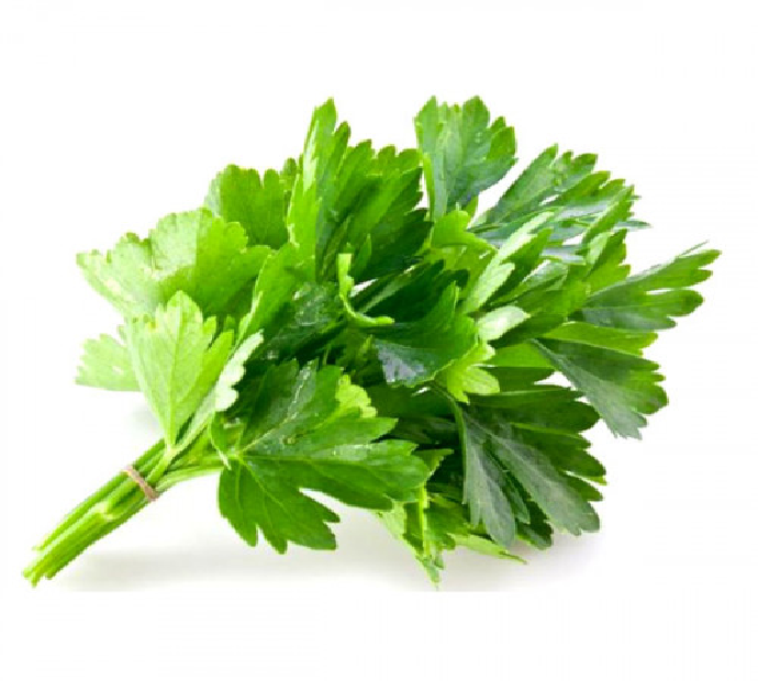 Coriander