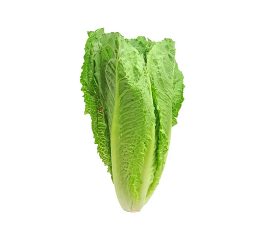 Lettuce Green Romaine